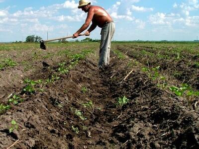 agricultor