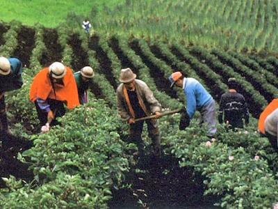 agricultura campesina