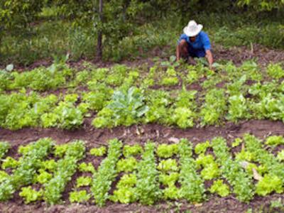 agricultura_large