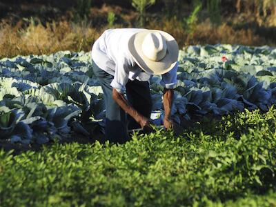 Agricultura_Tixtla-8-1