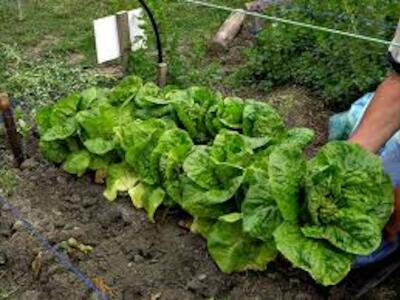 agroecología