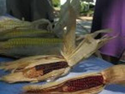 agroecología - Uruguay