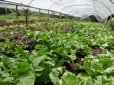 Agroecologia envolve mais do que apenas produzir, defende agricultor