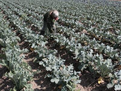 Agroquímicos, duro informe ante la ONU por inacción del Estado