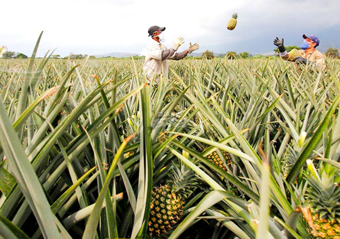Alemanes denuncian malas prácticas en piñeras ticas | Biodiversidad en ...