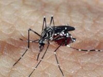Anvisa decide que mosquitos transgênicos devem passar por regulação sanitária