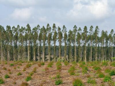 arboles transgénicos