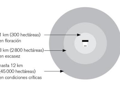 areas pecoreo abejas