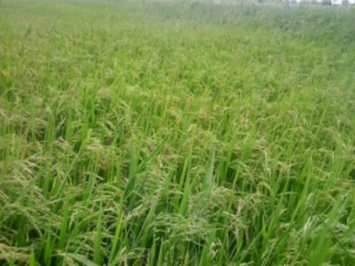 Arroz agroecologico -MPA