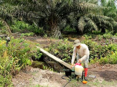 Así es la industria del aceite de palma en Indonesia