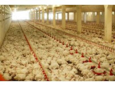 aves de corral