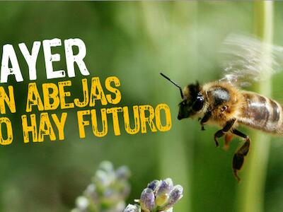 bayer