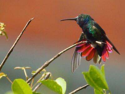 biodiversidad