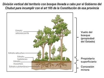 bosque 1