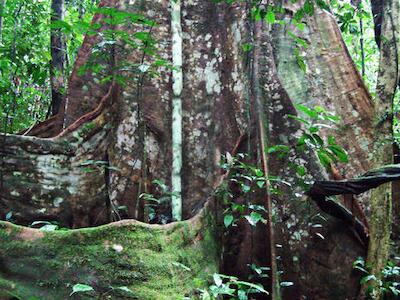 bosques