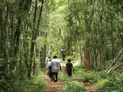 Bosques en México