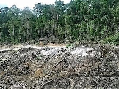 bosques en peligro perú