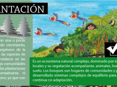 bosques si, plantaciones no