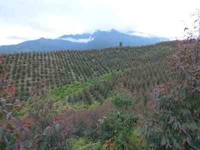 Bosques y futuro sostenible