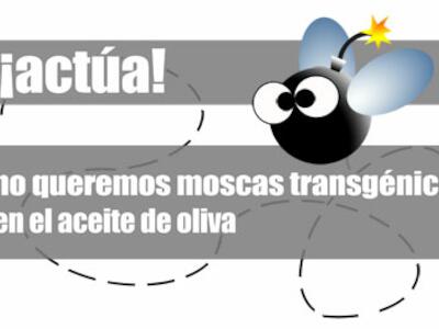 cabecera_moscas