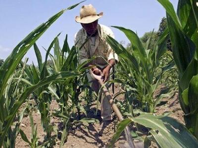 Campesinos mexicanos
