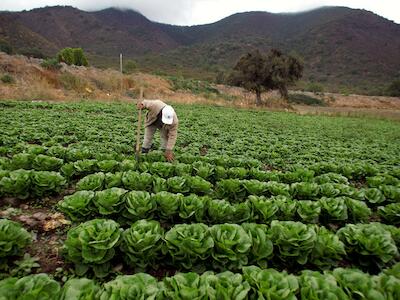 campesinos o agroindustria