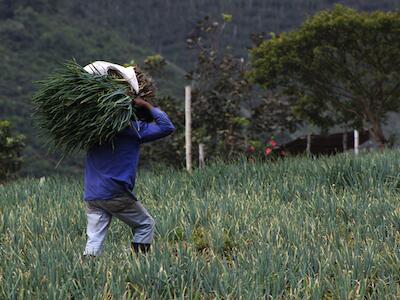 Campesinos trabajando (5)