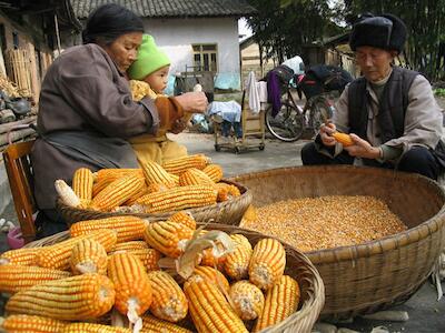 Chinese%20Corn%20Stocks