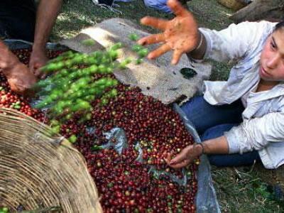 cooperativas-campesinas-el-salvador