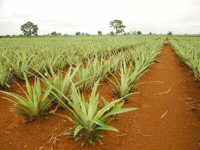 Costa Rica - Piña