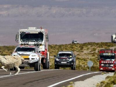 dakar pasa camélido