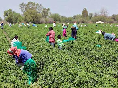 Desapación de indigenas en México