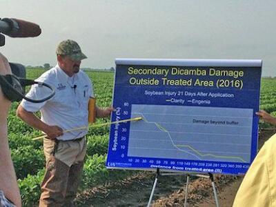 Dicamba