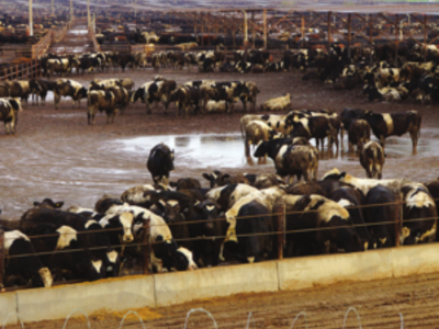 Dos formas de enfrentar y detener la contribución de la ganadería a la crisis climática   1
