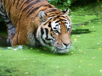 ecosistema de Leuser