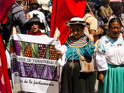 Ecuador libre de transgenicos 2