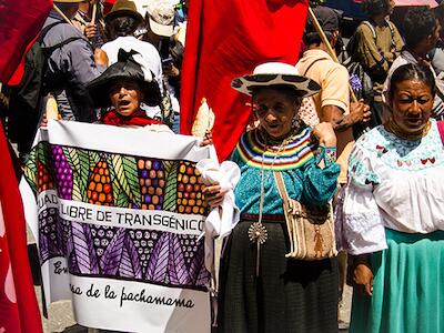 Ecuador libre de transgenicos 2