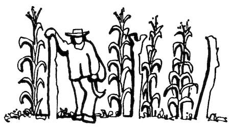 http://www.biodiversidadla.org/var/biodiversidadla_org/storage/images/objetos_relacionados/image_folder/el_maiz_y_su_defensa_mas_transparente/472181-1-esl-ES/El_maiz_y_su_defensa_mas_transparente_large.jpg