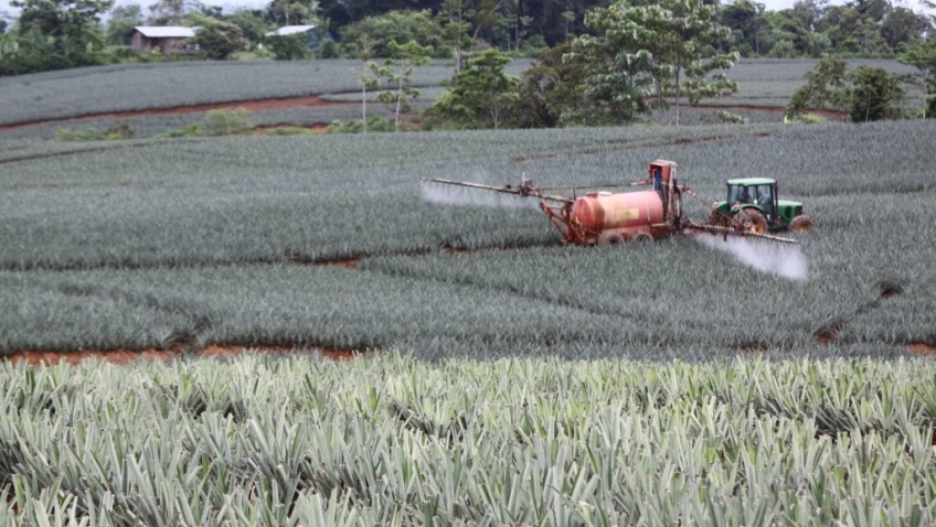 Costa Rica: Unos se comen la piña y a otros les duele la panza, con ...