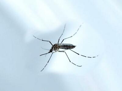 En Brasil suspendieron el uso de un larvicida que combate el mosquito del zika
