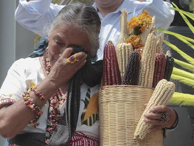 Envenenar a los mayas