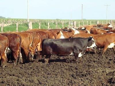 Feedlots