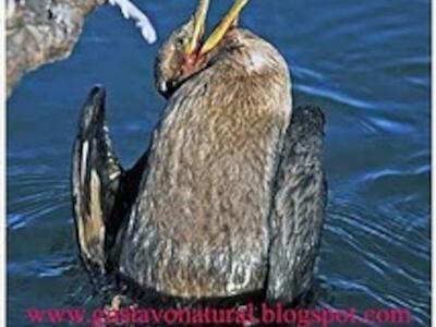 Argentina: basura humana e invasiones biológica en Río Negro