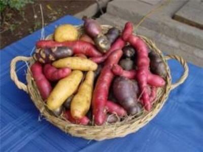 CHILOÉ: La agricultura campesina y los transgénicos de multinacionales