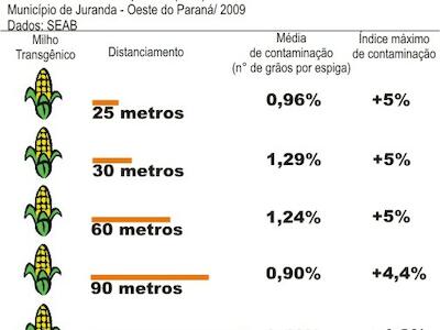 Contaminação por transgênicos põe em risco o meio ambiente e viola o Direito dos Agricultores