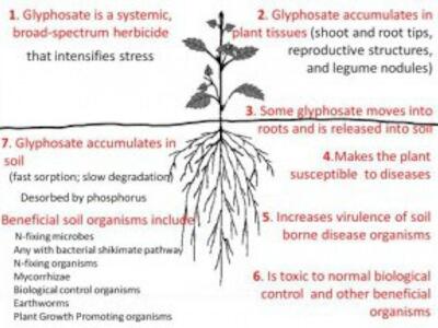 glifosato_suelo