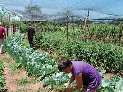 Huerta - Paraguay