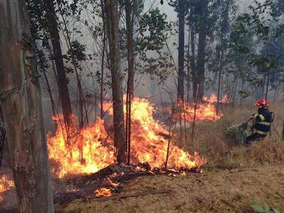 Incendios forestales