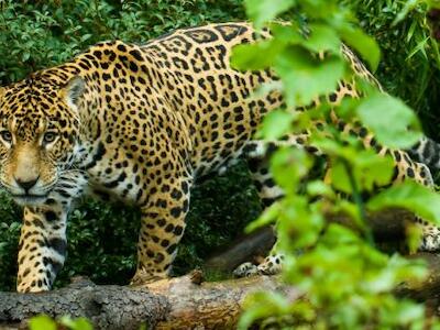 jaguar-wald-2