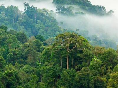 jungle-morning-fog